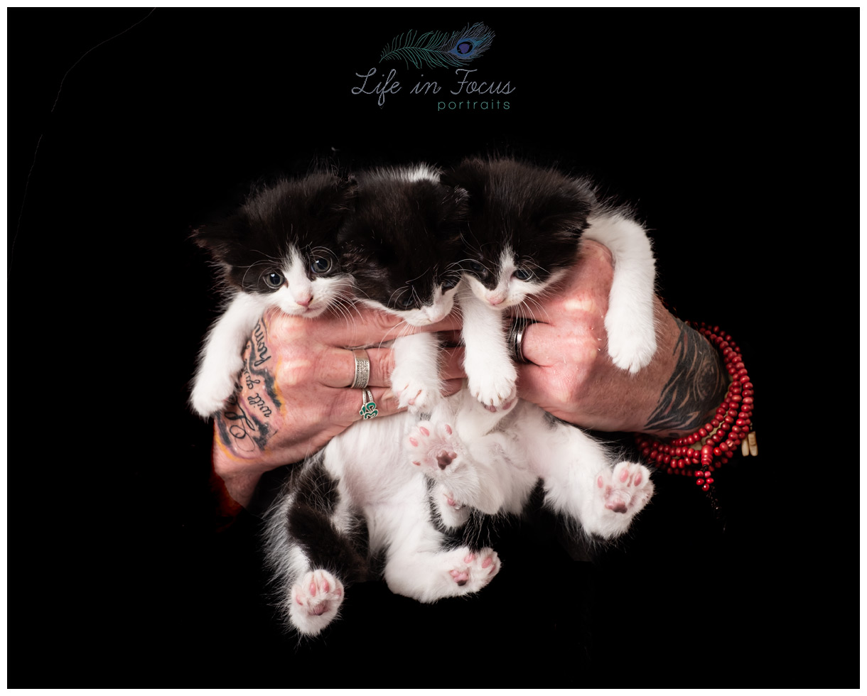 3 kittens in hands Life in Focus Portraits pet portrait photographer Rhu Helensburgh