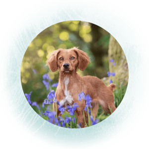 Life-in-Focus-Portraits-family-pet-photographer-Helensburgh-Loch-Lomond