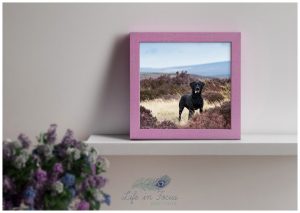 framed photo of black labrador in heather Life in Focus Portraits dog photographer Rhu Helensburgh