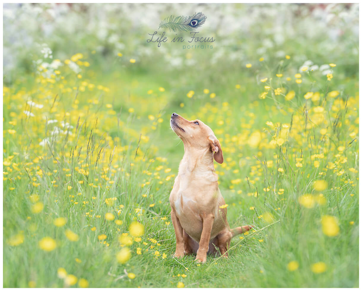 photo of terrier in field of buttercups outdoor pet photos Helensburgh