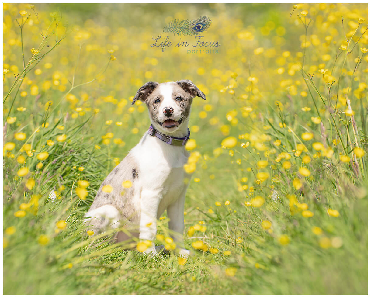 photo of merle puppy in field of buttercups outdoor dog photographer Rhu